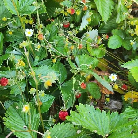 Apartment, By The Canal L Est,river Coney Vosges France Apartment