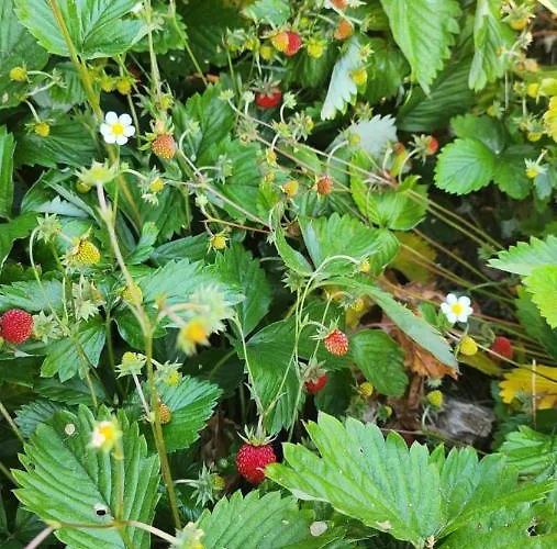 Apartment, By The Canal L Est,river Coney Vosges France 公寓